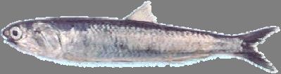 18 Los recursos considerados en este estudio son: anchoveta (Engraulis ringens) y sardina común (Strangomera bentincki) (Fig. 4). Anchoveta, Engraulis ringens Cuota global 2004 V-X Región : 384.