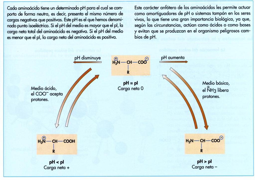 Los cambios de ph influyen en la solubilidad de las proteínas, pues modifican el grado de ionización de los radicales polares. 2. DESNATURALIZACIÓN 3.