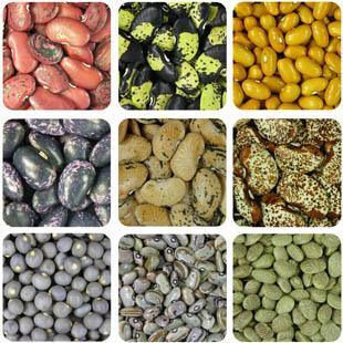 Leyes de Semillas Acceso a semillas de calidad Objetivo: favorecer el acceso de los productores, especialmente los pequeños, a la semilla de calidad.
