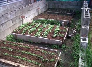 ECOHUERTAS URBANAS Y RURALES El propósito es utilizar pequeños espacios que tengan las familias, como solares, terrazas o huertas para la producción de alimentos.