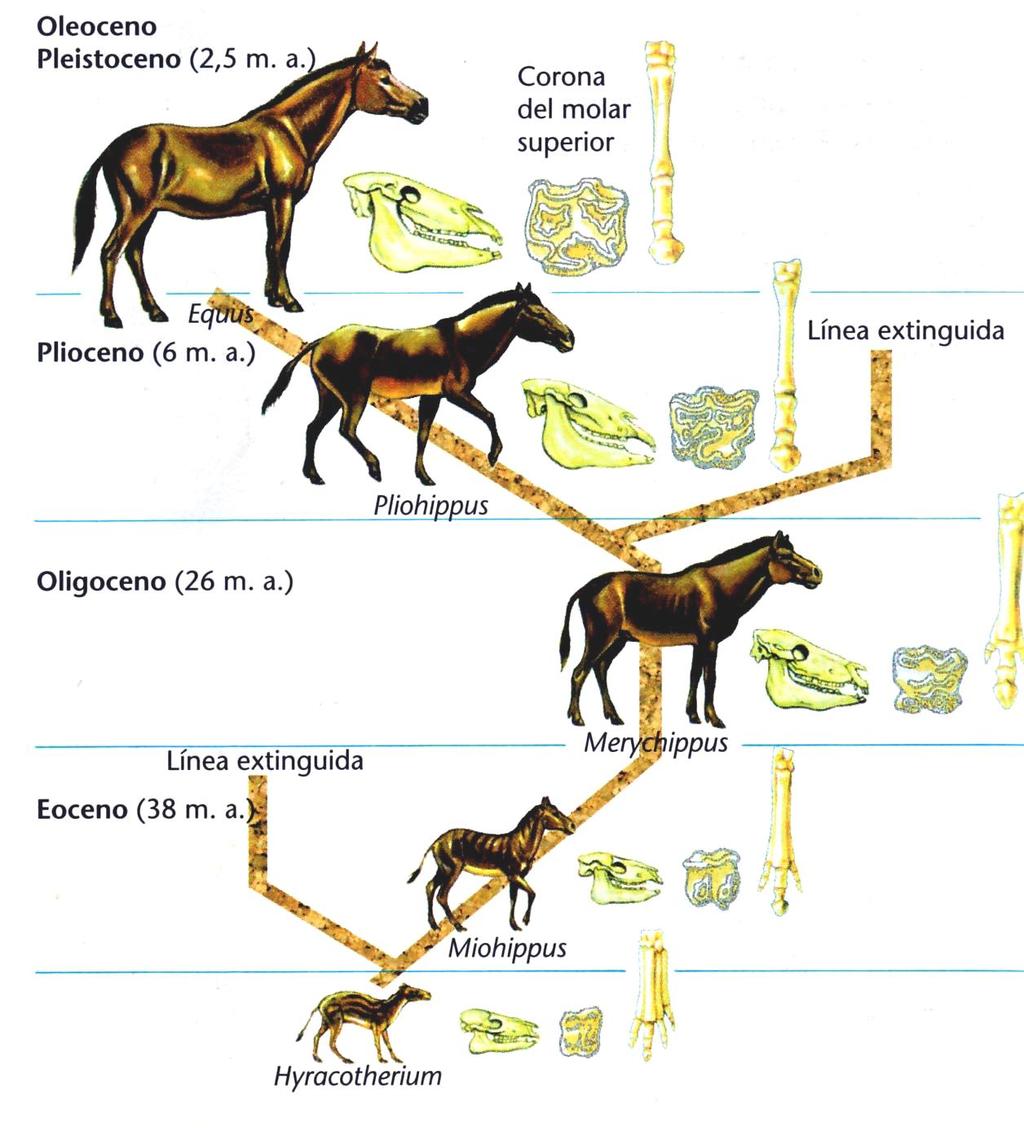 Pruebas paleontológicas: Series filogenéticas: conjuntos de fósiles que pueden ordenarse por su antigüedad