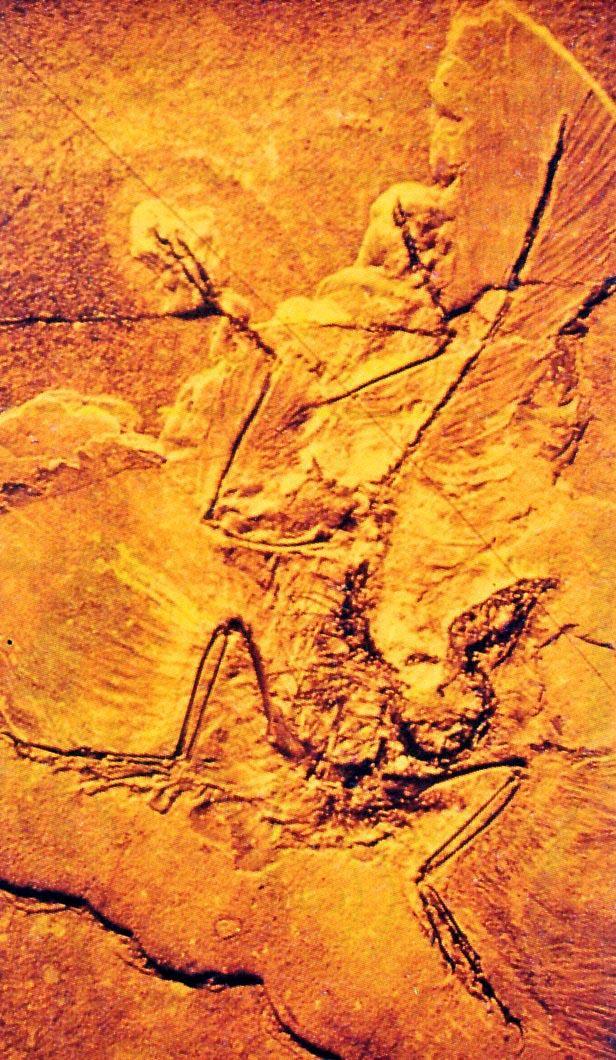 Pruebas paleontológicas: Formas intermedias o