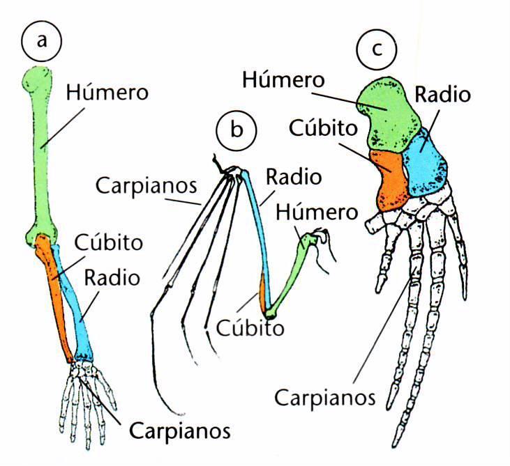 Pruebas anatómicas: Se basan en el estudio comparativo de órganos de organismos vivos o fósiles.