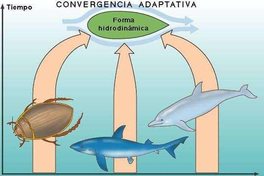Pruebas morfológicas Los órganos ANÁLOGOS representan un fenómeno llamado CONVERGENCIA