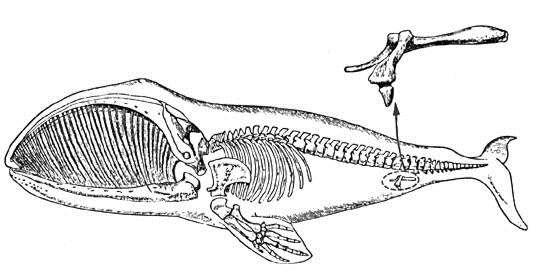 Pruebas morfológicas Los ÓRGANOS VESTIGIALES son también pruebas anatómicas de la Evolución. Son órganos rudimentarios, atrofiados, que revelan un pasado evolutivo.
