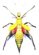 Este insecto tiene alas vestigiales.
