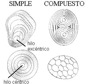 En los amiloplastos, el almidón se deposita en capas o estratos y la acumulación comienza alrededor de un centro de deposición que recibe el nombre de hilo.