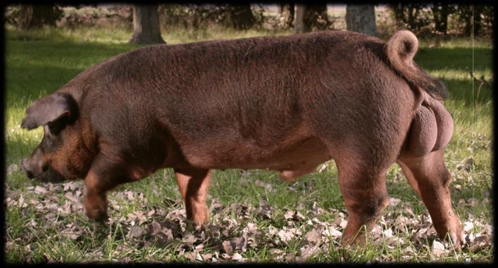 Nuestra MISION: Otorgar al productor de cerdos argentino, reproductores mejorados genéticamente,