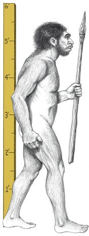 La apariencia del esqueleto hallado en Alemania llevó a los científicos a imaginarse que los Neandertales caminaban encorvados, dejando arrastrar las manos sobre el suelo.