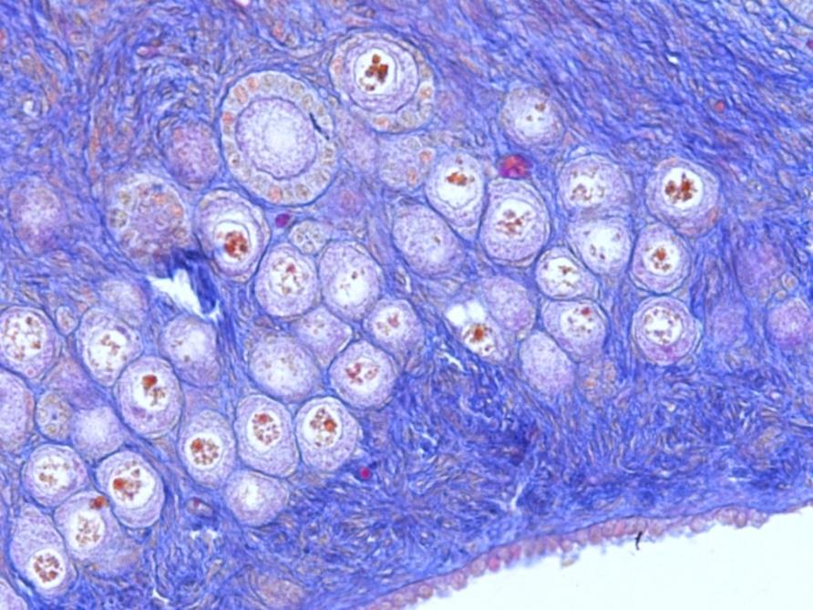 Corte de ovario de gata con tinción