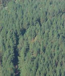 Detección mínima 1-5 % de árboles atacados.