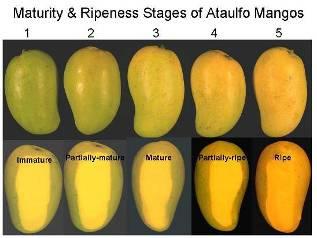 Normas de Clasificación de Calidad del Mango Objetivos: Revisión de la literatura sobre los atributos de calidad del mango,