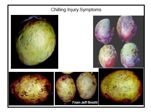 diversos síntomas de lesión por congelamiento en mango Cuantificar y evaluar