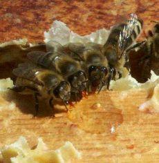 Intentos para evaluar reinas con productores Rusa : abejas de raza caucasica, seleccionadas por vivir desde 40 años con Varroa en Rusia Higiénicas : abejas de raza italiana, seleccionadas por su