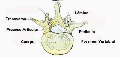 ESQUELETO DEL TRONCO COLUMNA VERTEBRAL Llamada también columna raquídea o raquis, constituida por 32 a 33 vértebras, se divide en
