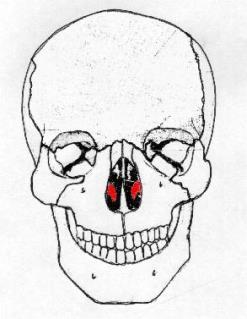 Inferior (se encaja en la hendidura que, al unirse, dejan entre sí los maxilares superiores y las láminas horizontales de los palatinos).