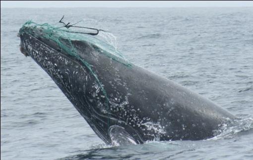 Críticos y Amenazas para Grandes Cetáceos en