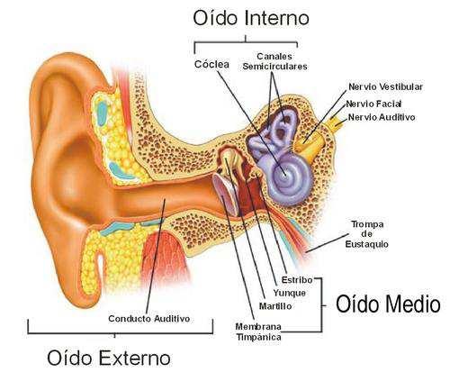 El sistema auditivo Oído externo Comprende el pabellón auricular, lo que normalmente llamamos "oreja" y nos ayuda a establecer de dónde procede un sonido, el canal auditivo y la membrana del tímpano.