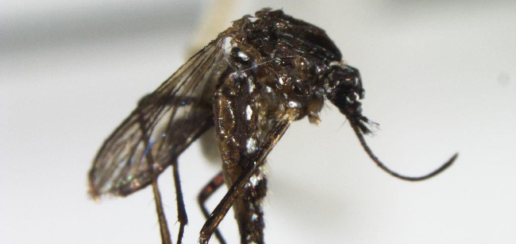 Resultados de diagnóstico y confirmación de Culícidos. Aedes aegypti En el periodo estudiado, se recibieron e identificaron 381 especímenes de Aedes aegypti (100% de positividad).