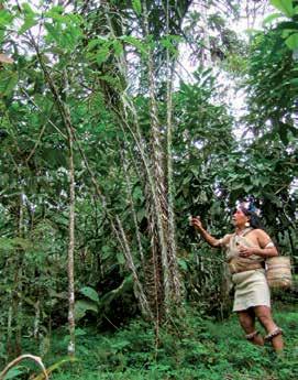 Nuestros ancestros vivieron siendo uno con la selva y hoy lo hacemos nosotros, identificándose las mujeres con yäwëe (papagayo) y los hombres con öre (guangana).