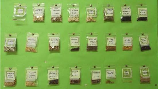 Foto 2: Colección de semillas recogidas por el Colegio Caja de Ahorros. Foto 3: Realización de semilleros por los alumnos de infantil y primer ciclo con la ayuda de su profesora.