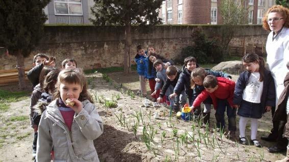 Cebollas, espinacas, canónigos, escarolas, ajos, acelgas, pimientos, tomates, perejil, lechugas, habas, fresas, guisantes son lo que plantan los alumnos/as en el huerto escolar además de plantar