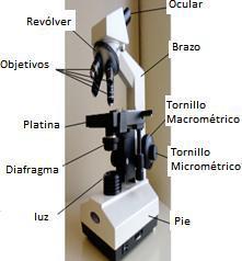 Una de las tecnologías directamente relacionada con el estudio celular es el desarrollo de la microscopia.