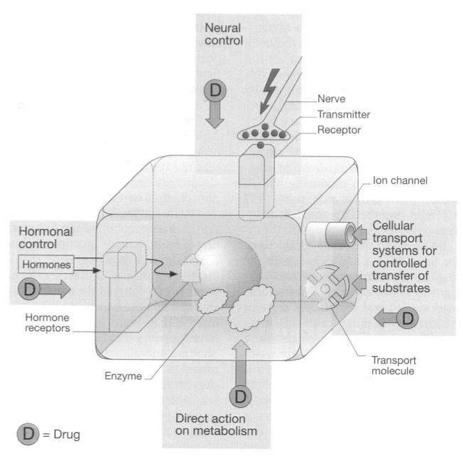 Acción sobre la estructura celular Acción sobre la función celular Destrucción total de la célula Alteración de la membrana celular Alteración de las órganos intracelulares Modificación de la