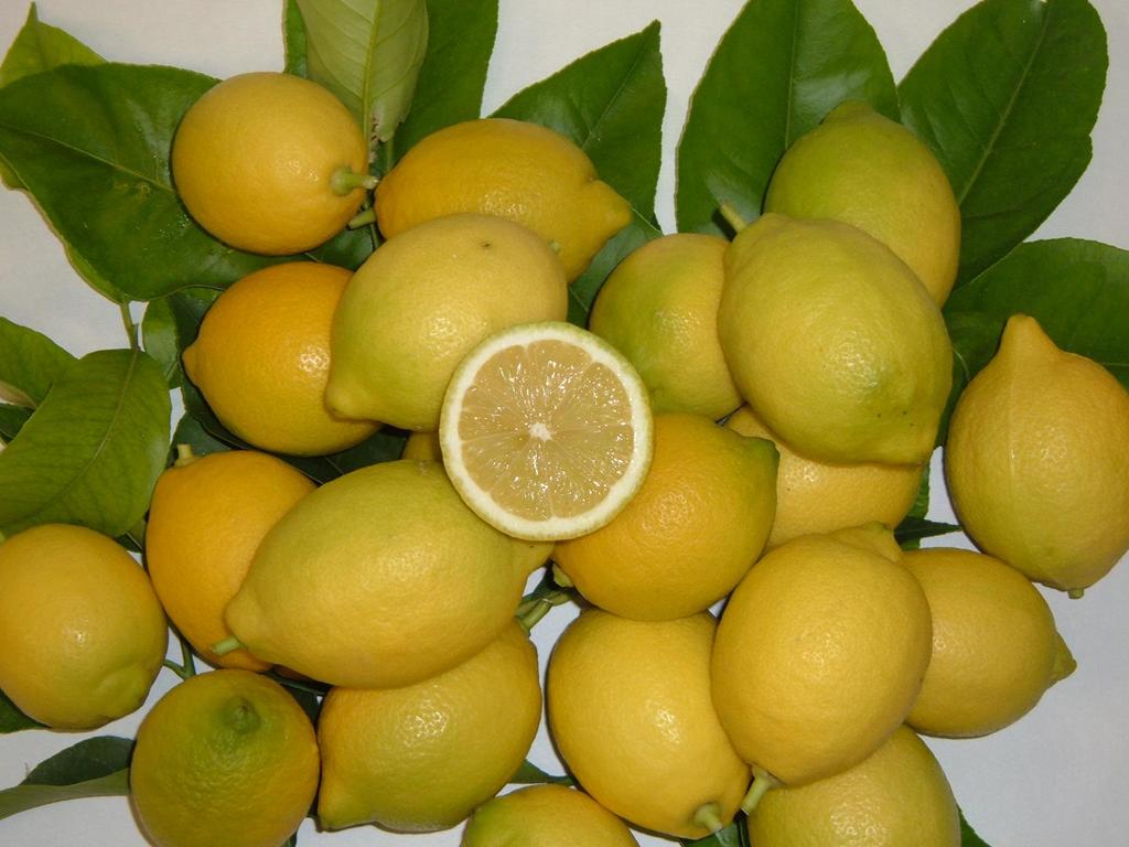 El sector en la Región de Murcia: A pesar de la enorme competencia de Turquía y Argentina en el mercado en fresco, es necesario insistir en la diferenciación del limón español.