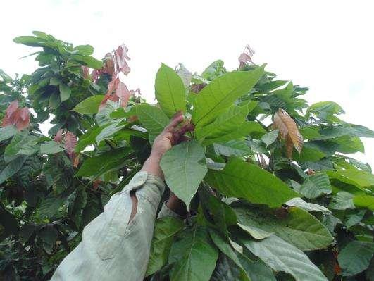 Cacao Selecciona rebrotes verdes fotosintéticamente activos.