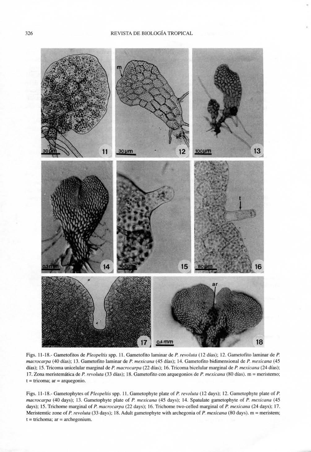 326 REVISTA DE BIOLOGIA TROPICAL IKK^/ Figs. 11-18.- Gametofitos de Pleopeltis spp. 11. Gametofito laminar de P. revoluta (12 dias); 12. Gametofito laminar de P. macrocarpa (40 dias); 13.