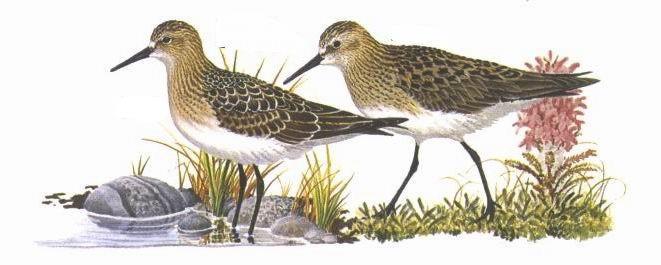 Se les ve defender su territorio de alimentación, espantando a otras aves incluso más grandes que ellos. Sin embargo, algunas veces se asocian con playeros.