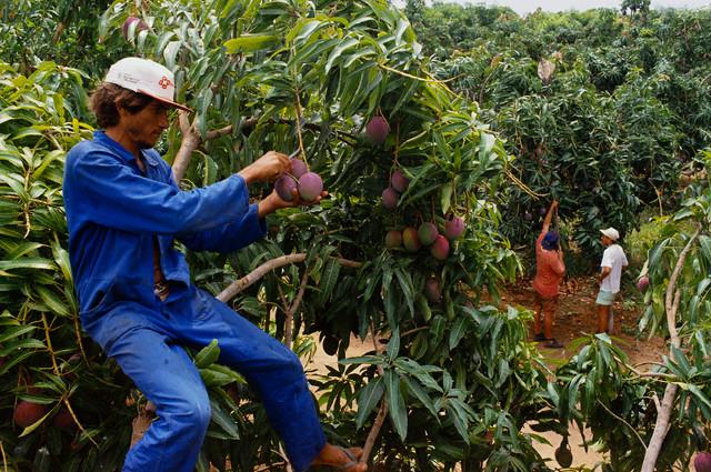 Hay que tener en cuenta que el mango va a crecer en los valles de la costa y en valles interandinos y selva con alturas inferiores a los 600 msnm.