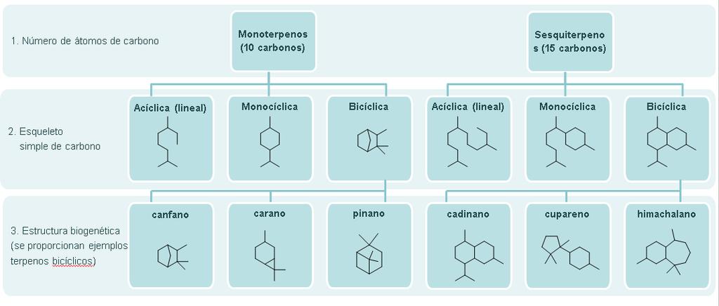 Figura 1: Sistema de clasificación escalonado de los esqueletos de terpenos Un sistema de clasificación de los terpenos, tal como se ha descrito anteriormente junto con las funcionalidades químicas,