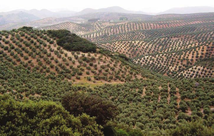 nificativa del olivar de las tres DOP jienenses tiene lugar en el interior o en las inmediaciones de los Parques Naturales de Cazorla, Segura y las Villas y de Sierra Mágina.