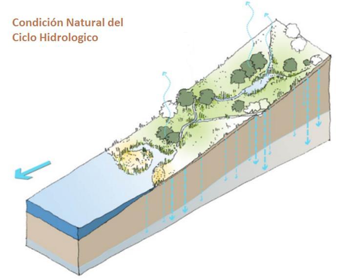 La urbanización y el ciclo hidrológico Evapotranspiración desde la vegetación y la superficie Escorrentía: Flujo de agua en la superficie terrestre Mas del 90% del agua lluvia se infiltra en la