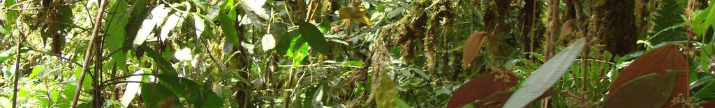 Entre los animales que se pueden observar en estos bosques están: las guatusas,