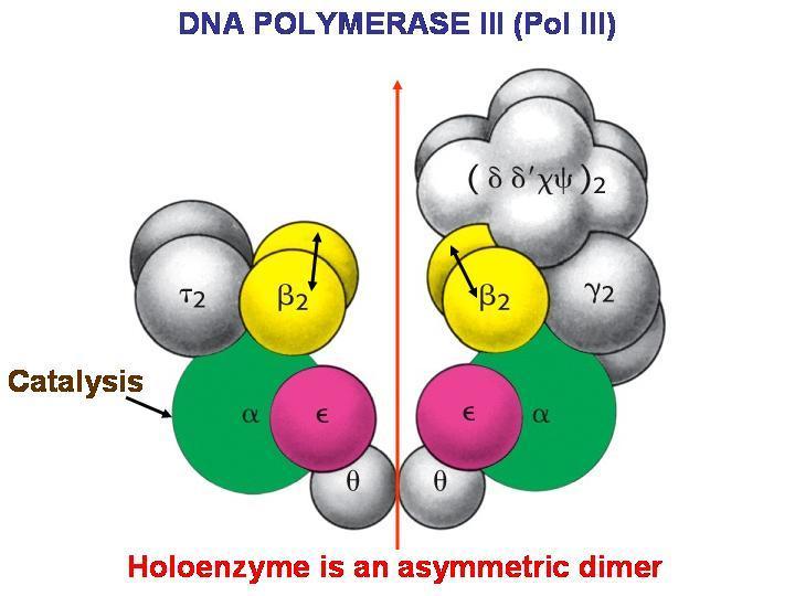 Enzimas La replicación en sí, la realiza una enzima llamada ADN polimerasa III (ADN pol), que tiene una longitud aproximada de 1000 a.a. y un diámetro de 65 Ẳ.
