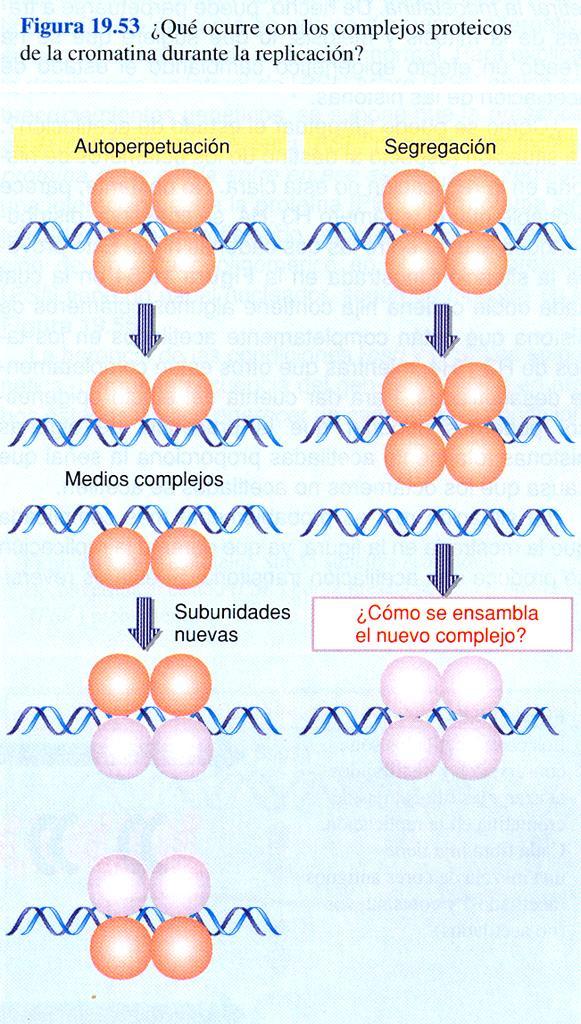 Replicación de los Nucleosomas Para la replicación del ADN es necesario por un lado que las moléculas del nucleosoma se desorganicen a medida que avanza la horquilla replicación.