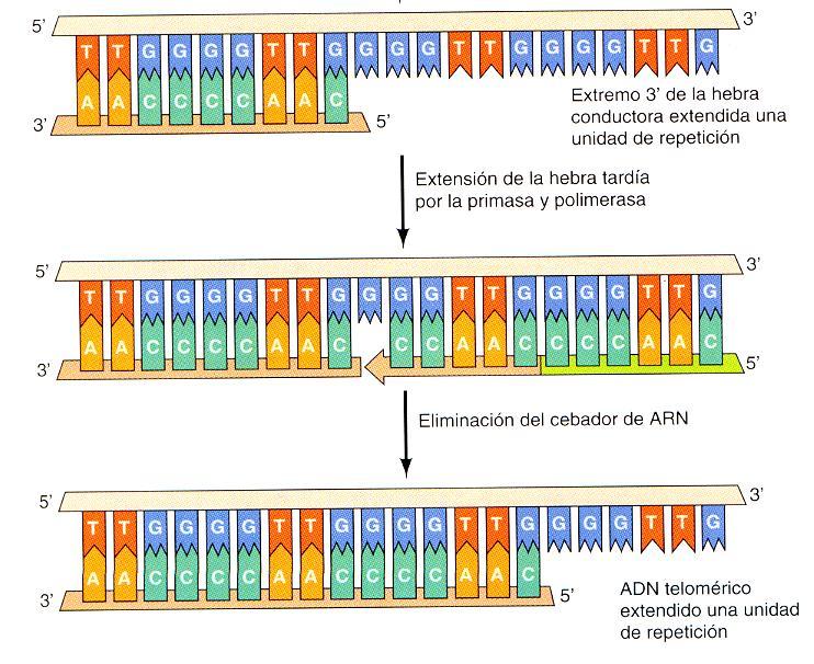 El uso de este ARN como molde, le permite a la telomerasa generar múltiples copias de las secuencias teloméricas. Eso permite replicar los telómeros en ausencia de un molde de ADN.