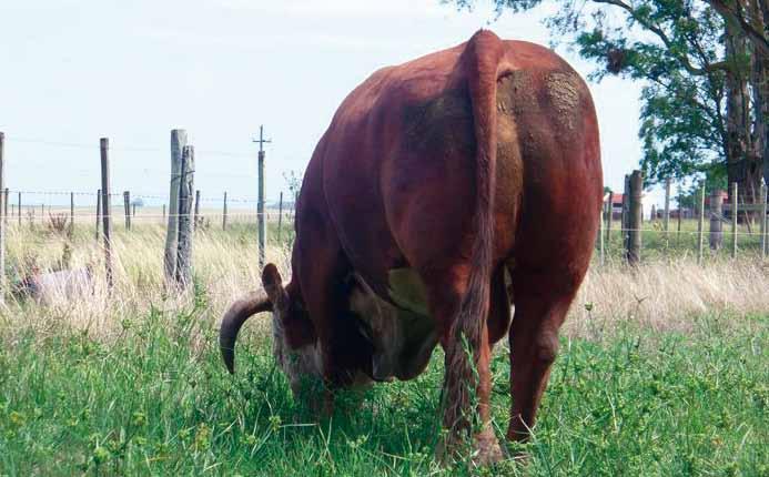 360 139 75-100 GOLAZO Hijo de Cártago en una gran vaca de Tarzán. Pigmentado y muy musculoso. Una GARANTÍA en vaquillonas. Cien Cien Campeón Supremo Expo Prado 2010.