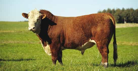 REFERENCIA DE PADRES POLLED HEREFORD 41 TOROS - POLLED HEREFORD PI RP 8804 15/03/2011 FORC 29F BOOMER 18L ANITAS MODEL MAN CS BOOMER 29F T004710 ELM S MODEL MAN VN CHOICE 7561 ANITAS VOLTAGE