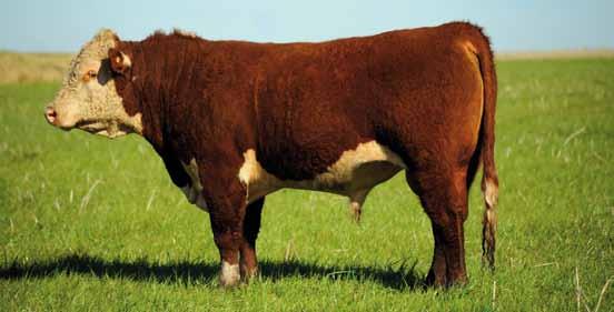 230 68 0-0 Es realmente difícil encontrar un toro con tan bajo peso al nacer y con tanto crecimiento.