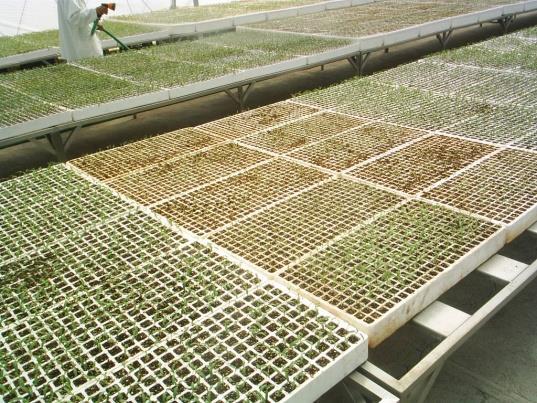 Introducción La producción de plántula es una actividad primordial en el proceso de producción de tomate en invernadero. Almácigo o semillero.