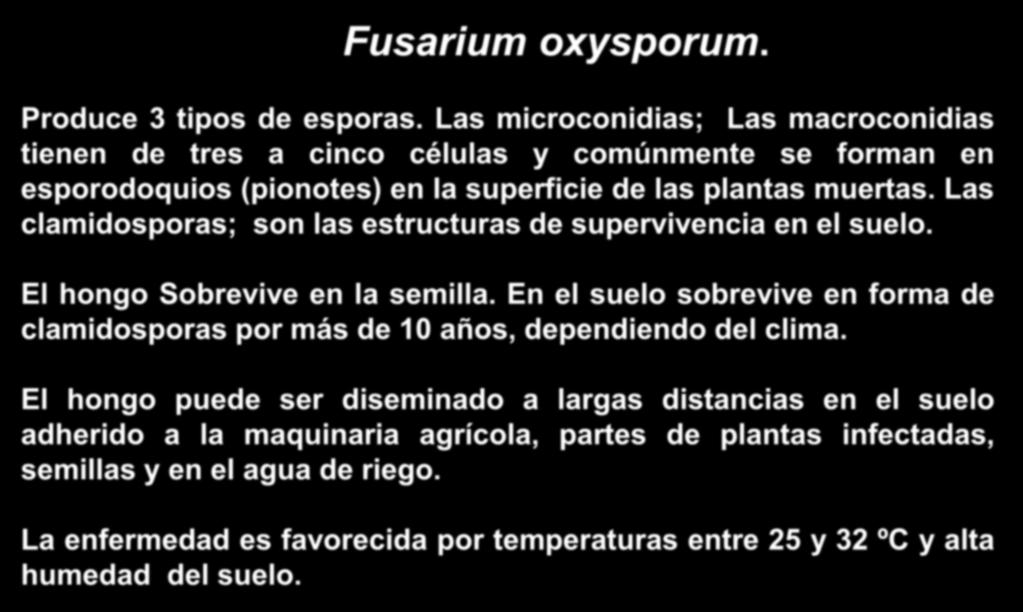 Fusarium oxysporum. Produce 3 tipos de esporas.