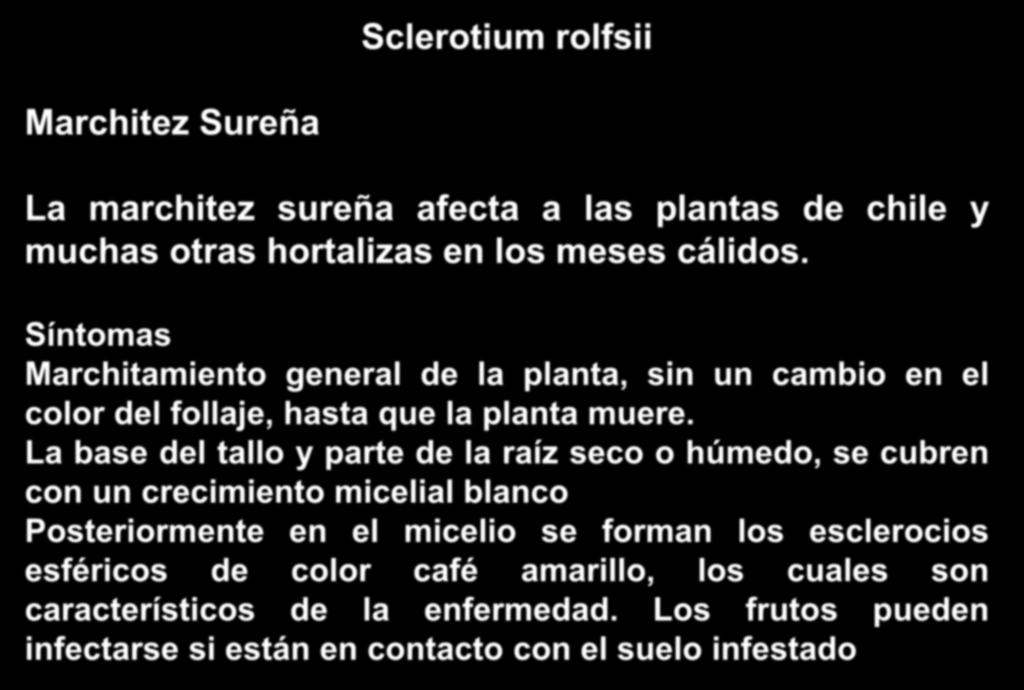 Sclerotium rolfsii Marchitez Sureña La marchitez sureña afecta a las plantas de chile y muchas otras hortalizas en los meses cálidos.
