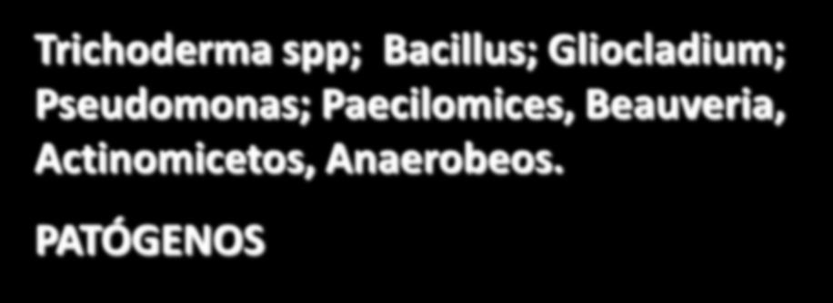 Bacillus; Gliocladium; Pseudomonas;