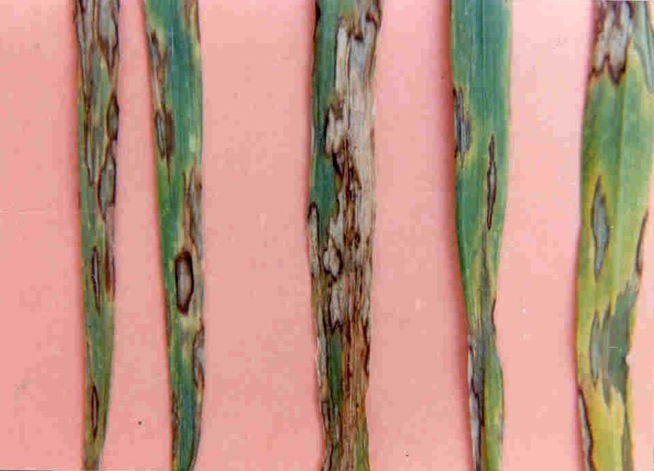 Rhynchosporium secalis Escaldadura Foto: Marcelo Carmona Sobrevive en rastrojo, semillas y algunas malezas.