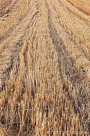 La degradación natural de rastrojo de trigo,