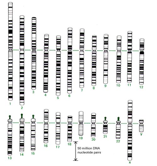 Cromosomas Bandeados: Bandeo G (oscuras:a/t,claras : G/C) Bandeo N (NOR)